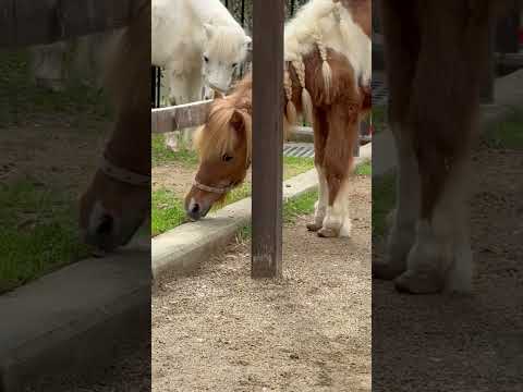shorts オシャレなチャチャちゃん　ポニー(シェットランド種)     浜松市動物園にて　2026年4月5日 サムネイル