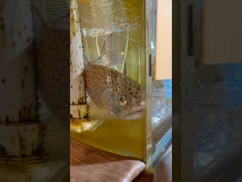 shorts 富士の介　仮想すし処湧水　山梨県立富士湧水の里水族館にて　2026年2月21日 サムネイル