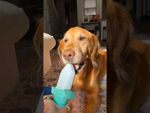 coming home to my golden retriever🥵goldenretreivers dog pup… サムネイル