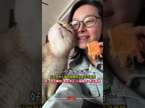 好一個聲東擊西…… 從始至終小貓的眼睛就沒離開過蛋糕 貓 意外 有趣 可愛 搞笑 萌寵 cat amazing fun… サムネイル
