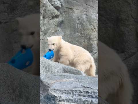 shorts モモ太くん いっぱいオモチャ持ってるネェ〜☺️   ホッキョクグマ　秋田県男鹿水族館GAOにて2026年… サムネイル