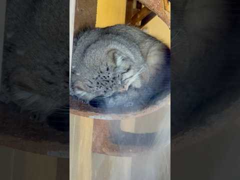 shorts 寝顔カワイイ ロータスくん　マヌルネコ　埼玉県こども動物自然公園にて　2026年3月7日 サムネイル