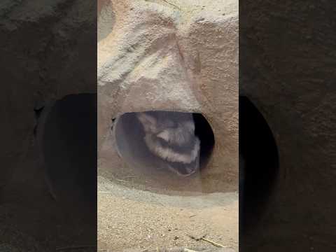 shorts あ！ルイちゃんも出て来た〜！　ビスカチャ　埼玉県こども動物自然公園にて　2026年3月7日 サムネイル