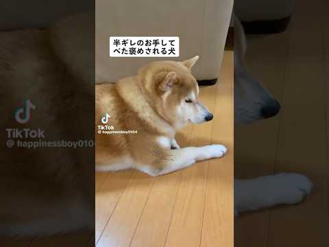 柴犬福 母に適当なお手すら褒められちゃう柴犬【懐かし動画】🤣Shiba-Trick🤣shorts japanesedo… サムネイル