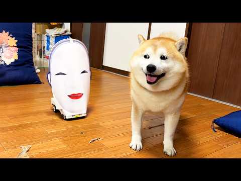 奇妙な軽トラに内心ビビり散らかすも、絶対に目を合わせないことでイキりを保っている柴犬 サムネイル