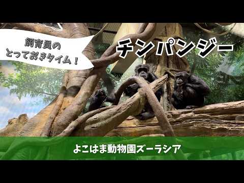 【よこはま動物園ズーラシア】チンパンジー🐵飼育員のとっておきタイム！ サムネイル