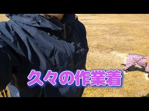 久しぶりの作業着にワクワク。ゴールデンレトリバーティト サムネイル