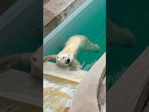 shorts 豪太くんプカプカ☺️   ホッキョクグマ　男鹿水族館GAOにて　2026年5月22日 サムネイル