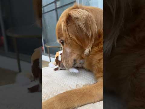 coming home to my golden retriever🥵goldenretreivers dog pup… サムネイル