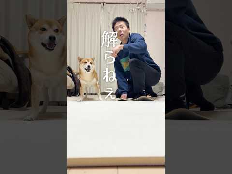 見えてはいけないものが見えない柴犬 サムネイル
