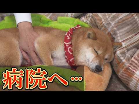 ひと月に3回目のてんかん発作・・・危険ラインを越えてしまいました。 サムネイル