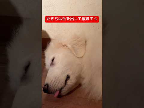 天使ちゃんの寝顔🪽shorts puppy ゴールデンレトリバー 大型犬のいる生活 大型犬 癒し グレートピレニーズ… サムネイル