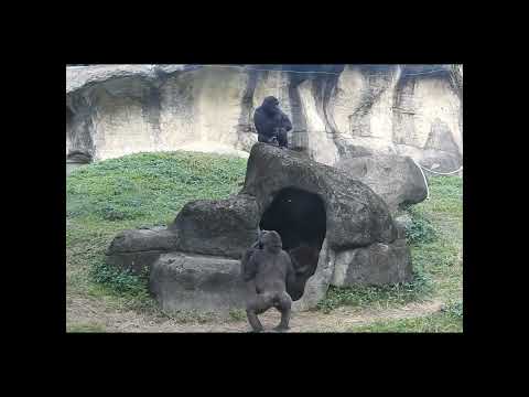 chest beating. gorilla Iriki aunt 14y11m old  & nephew Jaba… サムネイル