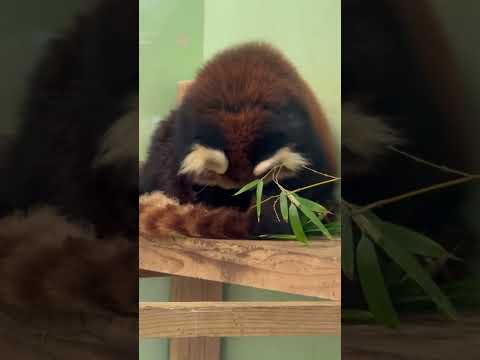 shorts オヤツの後の毛づくろい中はメイメイさんカナ☺️ レッサーパンダ　千葉市動物公園にて　2026年4月18日 サムネイル