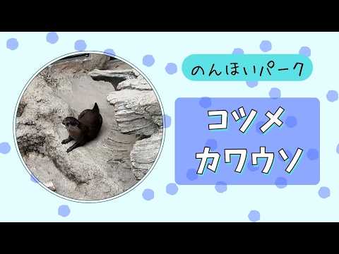 【のんほいパーク】コツメカワウソ✨ サムネイル