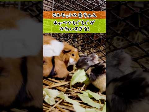 モルモットの赤ちゃんのキャベツもぐもぐがかわいすぎる‼︎ 東武動物公園 癒し 赤ちゃん かわいい 動物 zoo ani… サムネイル
