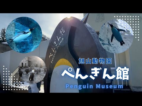 【旭山動物園】ぺんぎん館🐧[Asahiyama Zoo] Penguin Museum サムネイル