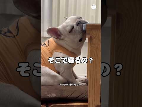 ベッドで寝たらいいのに…我慢して寝落ちする犬　フレンチブルドッグ　犬　面白い　かわいい犬 犬のいる暮らし サムネイル