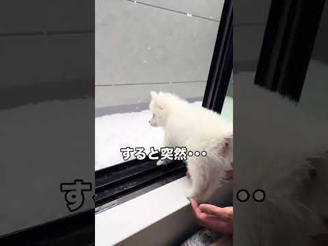 初雪でこんなことになるとは 日本スピッツ スピッツ 雪 shorts サムネイル