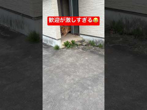 仕事から帰ったら歓迎が激しすぎた…😂🐶