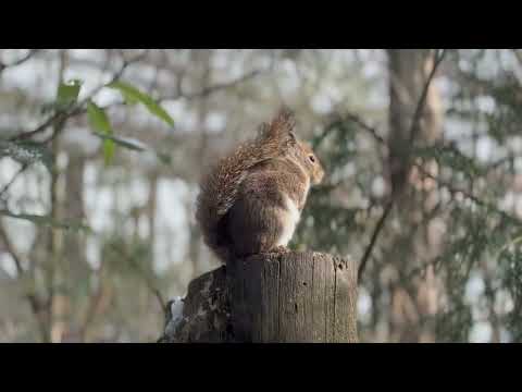 モコモコ冬のニホンリスさん　那須どうぶつ王国にて　2026年1月30日