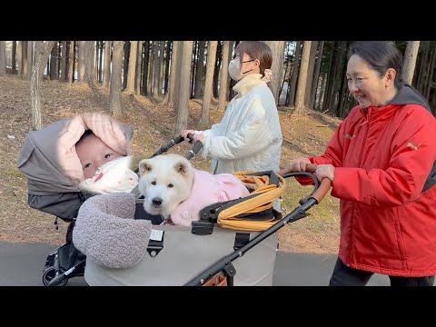 赤ちゃんと初めて一緒にお散歩する柴犬、最高に可愛くて癒される時間 サムネイル