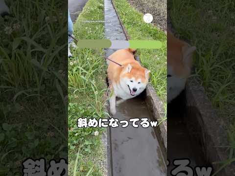 水路を走るぽっちゃり柴犬🐶　　柴犬　犬　犬のいる暮らし かわいい犬 かわいい