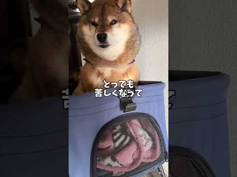散歩後の柴犬12歳に異変？ サムネイル