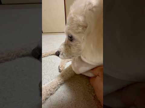 shorts お着替えしたタローちゃん　トイプードル　2025年1月25日 サムネイル