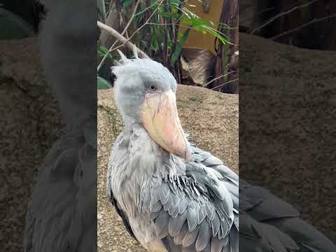 shorts ボンゴくん チョッと羽繕い　ハシビロコウ　那須どうぶつ王国にて　2026年3月29日 サムネイル