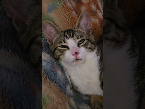 ゴールデンレトリバーと暮らすキビと私の二人言。 サムネイル