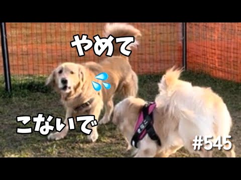 犬が怖い犬のモンちゃん【ゴールデンレトリバー】