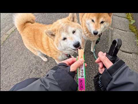 たまたまバッグの底から出てきたちゅ~るに助けられるオヤツ補充忘れ係 サムネイル