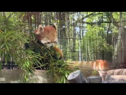 朝のモグモグ  タイヨウくん　レッサーパンダ　千葉市動物公園にて　2026年4月19日 サムネイル