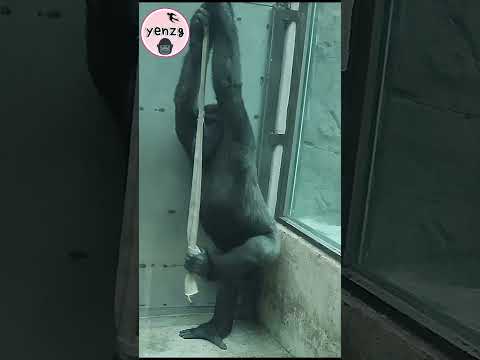Gorilla Jabali教大家如何爬繩上去 gorillatag taipeizoo 金剛猩猩 台北市立動物園