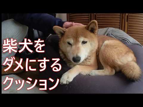 【1088】過去映像：大好きなクッション サムネイル