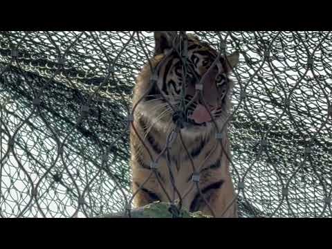 マクムルさん？　スマトラトラ　東山動植物園にて　2026年3月13日