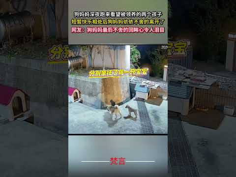 狗媽媽深夜跑來看望被領養的兩個孩子 短暫快樂相處後狗媽媽依依不捨的離開了 狗狗 狗 暖心 感動 dog heartwa… サムネイル
