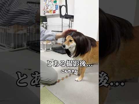 北川◯子、さんぽにいく　柴犬 shorts サムネイル