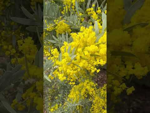 shorts ミモザ　埼玉県こども動物自然公園にて　2026年3月6日 サムネイル