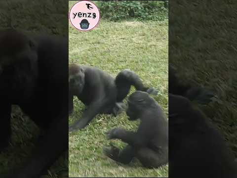Ringo和Jabali玩,翻滾好可愛 gorilla gorillatag taipeizoo 金剛猩猩 台北市立動… サムネイル