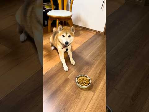 おいっす 柴犬タロウ 柴犬 shibainu しばわんこ しばいぬ Shiba Inus love dog food.
