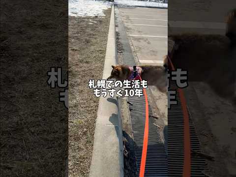 10年札幌で過ごした🐕柴犬は何を思う・・・ サムネイル