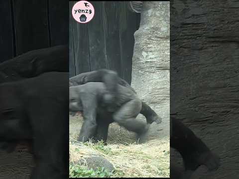 Ringo lift up Jabali🤣 gorilla taipeizoo animals 台北市立動物園 fun… サムネイル
