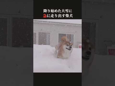 柴犬は降り積もる大雪で急に走り出す shibainu 大雪 犬のいる生活 サムネイル