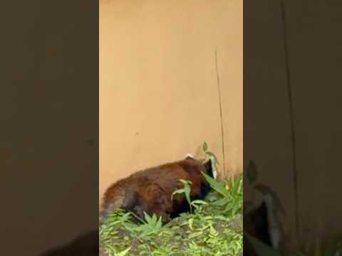 shorts お誕生日おめでとう🎊 本日の風太くん(14:45〜扉開放！) レッサーパンダ　千葉市動物公園にて　202…