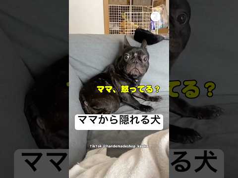 怒られてると思って隠れる犬　フレンチブルドッグ 犬　かわいい犬 面白い　犬のいる暮らし サムネイル