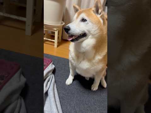 柴犬福 まさかの交渉を成立させちゃうマザコン柴犬🤣Mother's boy🤣shorts 柴犬 shibainu fu…