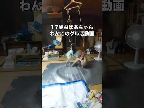 前庭疾患のある17歳おばあちゃんワンコがグル活に勤しんでいた時 老犬 シニア犬 グル活 shorts サムネイル