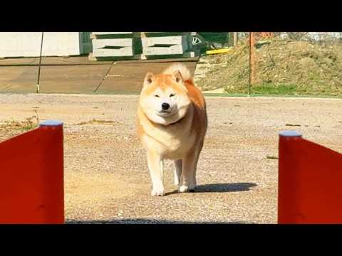 柴犬男子３０ｍ走に出場しトコトコ歩きで優雅にコースを完走するもなんとなく世界記録を叩き出す柴犬 サムネイル